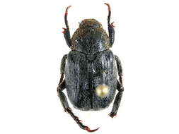 Image of Monkey Beetles