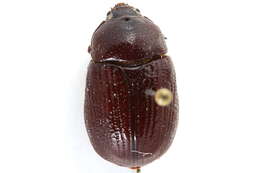 Image of Carrot Beetles