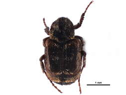 Image of Cetoniinae