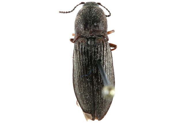 Image of Setasomus