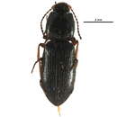 Image de Ascoliocerus