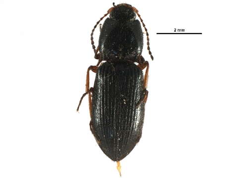 Image of Ascoliocerus