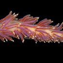 Image of Nudibranchs
