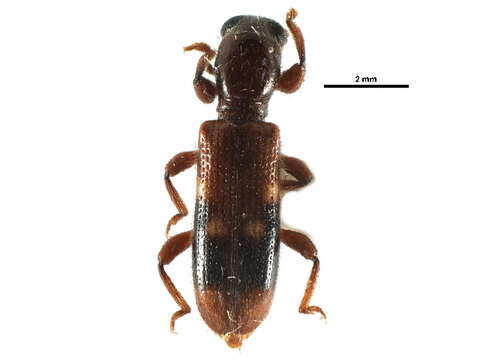 Image of Clerinae