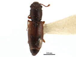 Image of Hesperobaenus