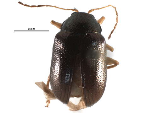 Image of Oval Leaf Beetles