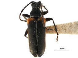Image of Acmaeops