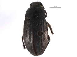 Image of Blapstinus Dejean 1821