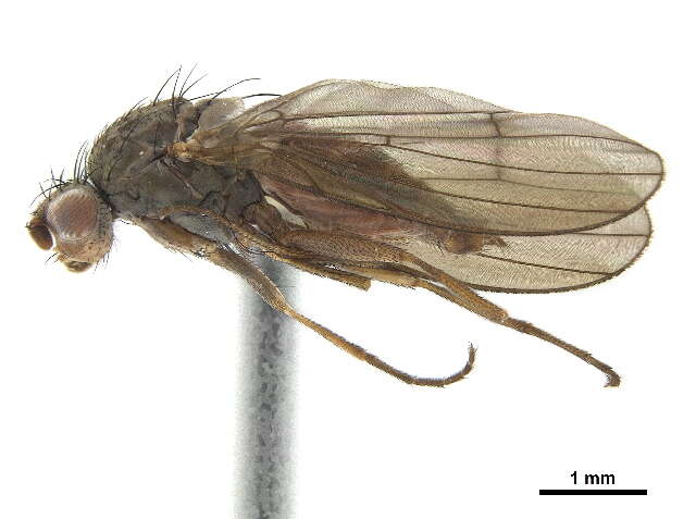 Image of Heteromyza