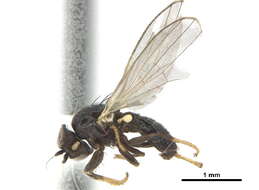Image of Melanomyza