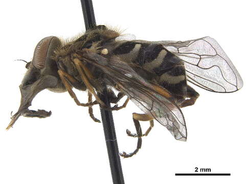 Image of Anasimyia