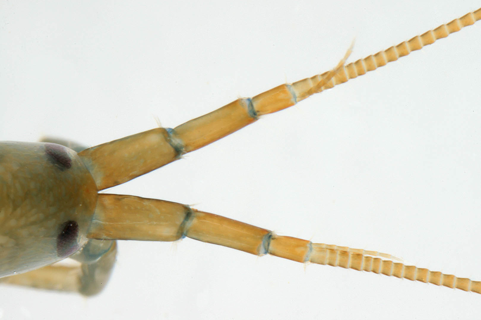 Image of <i>Echinogammarus marinus</i>