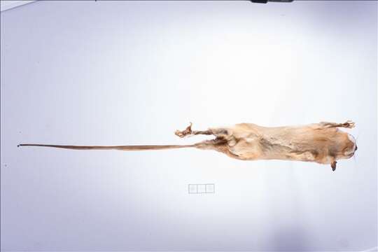 Image of mouse opossum