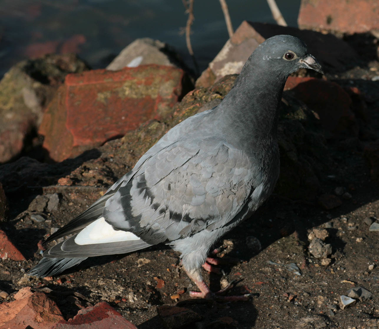 Image of Carrier Pigeon