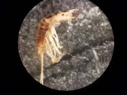 Image of Necterosoma