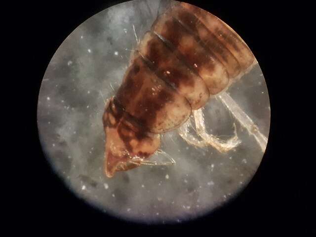 Image of Necterosoma