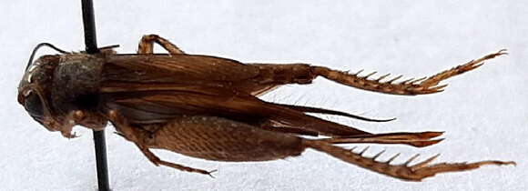 Image of Striped Crickets