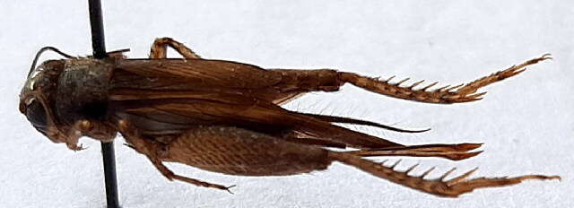 Image of Striped Crickets