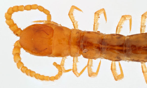 Image of <i>Cryptops hortensis</i>