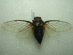 Image of Cicadatra