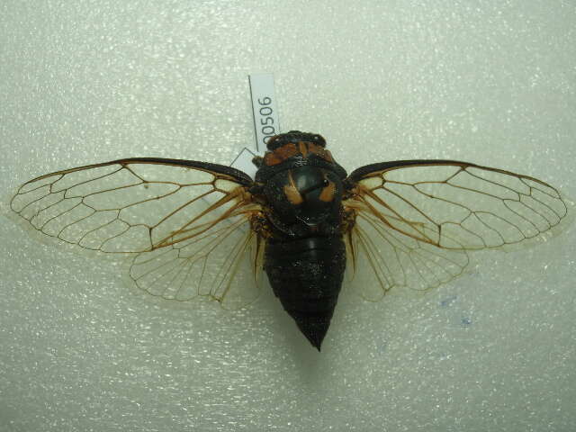 Image of Cicadatra