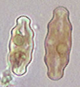 Image of <i>Pinnularia mesolepta</i>