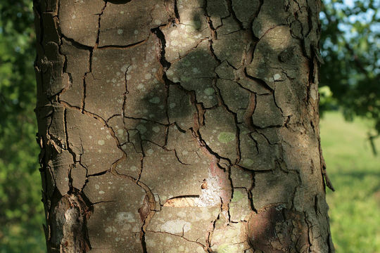 Image of Nothofagus obliqua