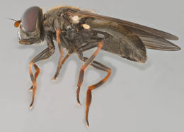 Image of Cheilosia vernalis (Fallen 1817)