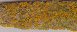 Image of <i>Trentepohlia abietina</i>