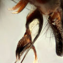 Image of Cluster flies