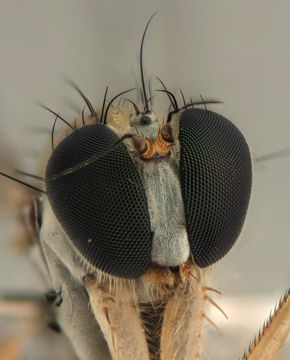 Image of <i>Sciapus platypterus</i> (Fabricius 1805)