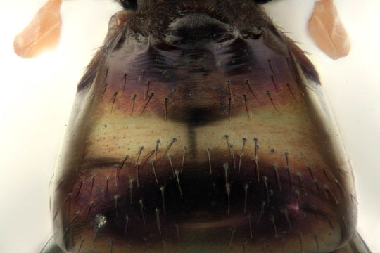 Image of <i>Sepsis fulgens</i> Meigen 1826