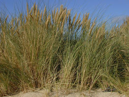 Image of European beachgrass