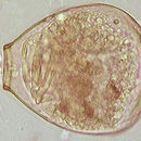 Image of Hyalospheniidae