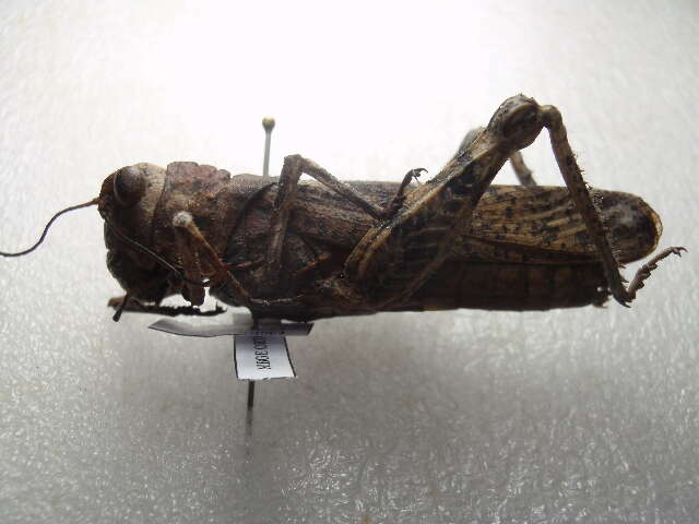 Image of toad grasshoppers