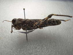 Image of toad grasshoppers