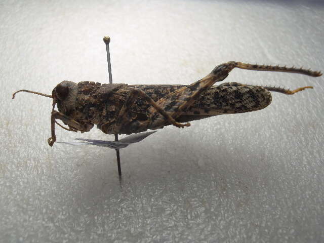 Image of toad grasshoppers