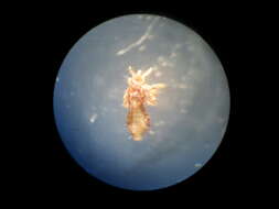 Image of Pediculus