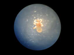 Image of Pediculus