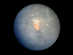 Image of Pediculus