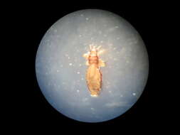 Image of Pediculus