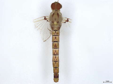 Image of Paracloeodes