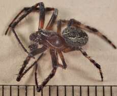 Image of Furrow spiders