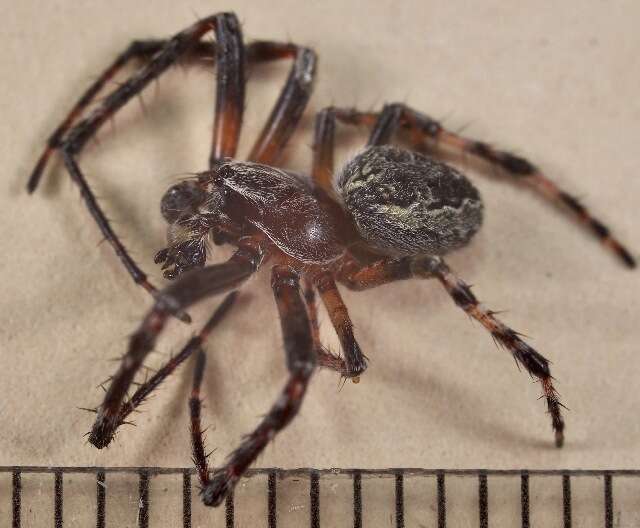 Image of Furrow spiders