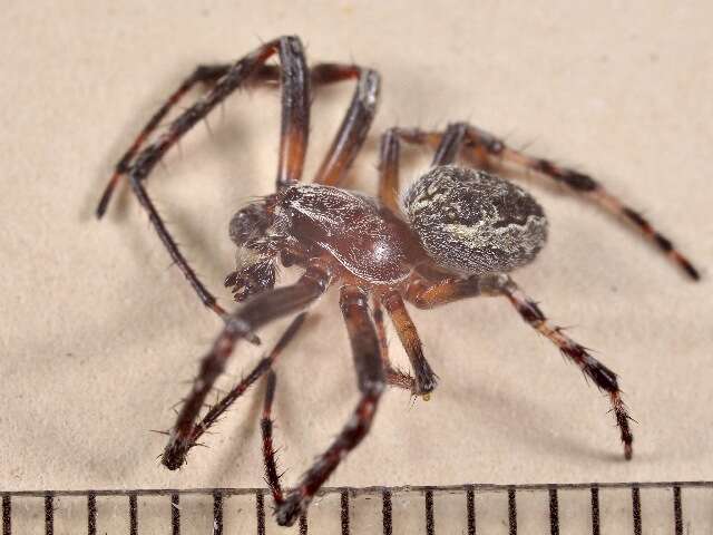 Image of Furrow spiders