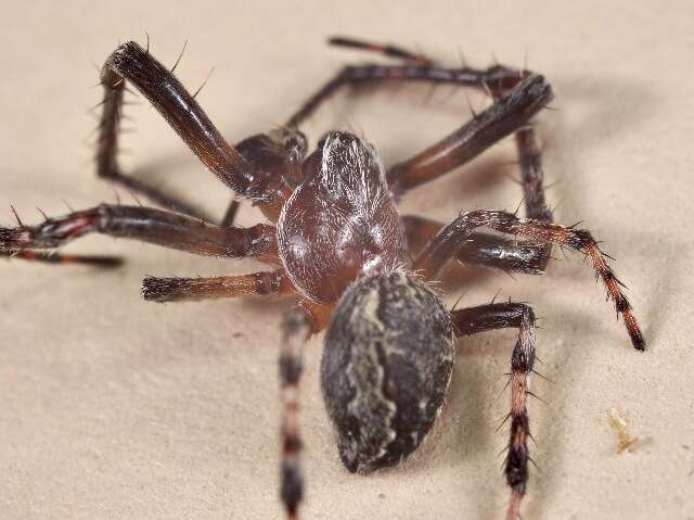 Image of Furrow spiders