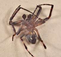 Image of Furrow spiders