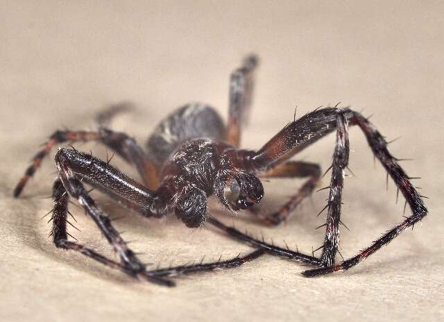 Image of Furrow spiders