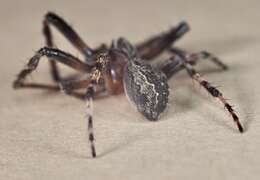 Image of Furrow spiders