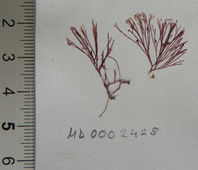 صورة Griffithsia C. Agardh 1817